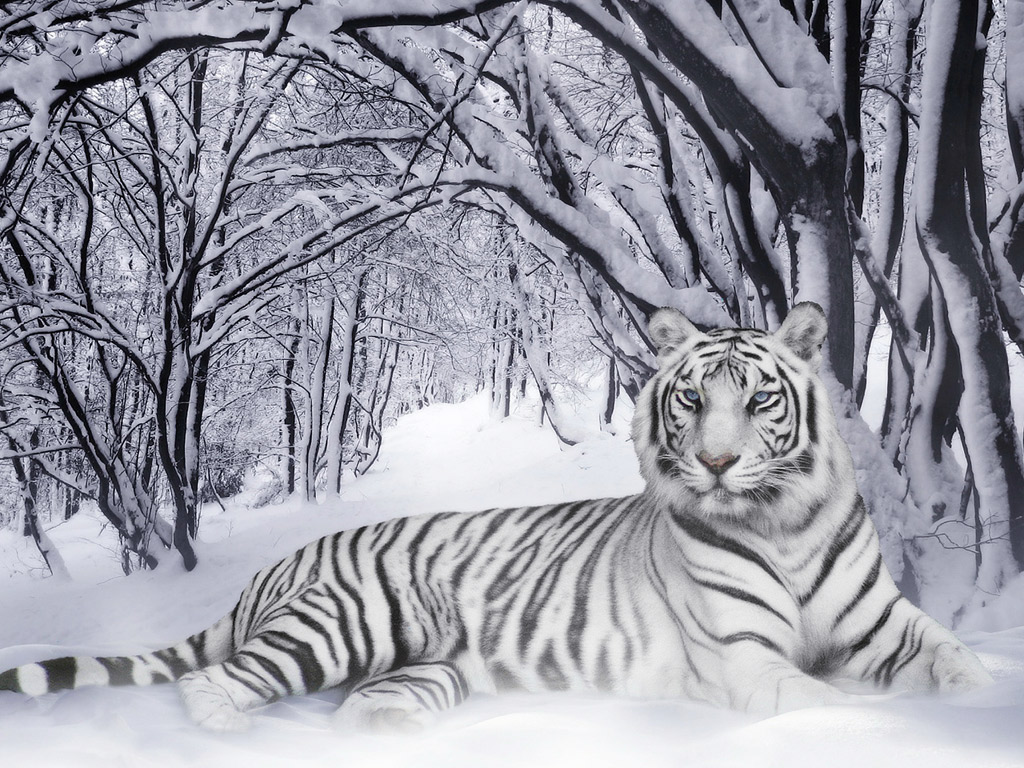 http://1.bp.blogspot.com/-BZG0wxnkOLY/TxV3_fCKl2I/AAAAAAAABzU/Gc0duWNDCAw/s1600/White-Tiger-Wallpaper.jpg