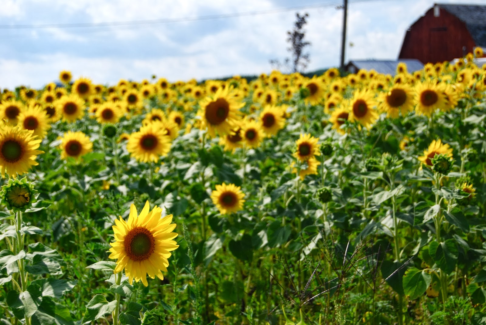 I Heart Michigan Sunflower Field