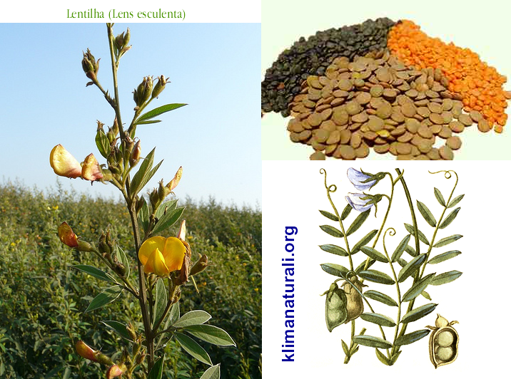 Lentilha (Lens esculenta)