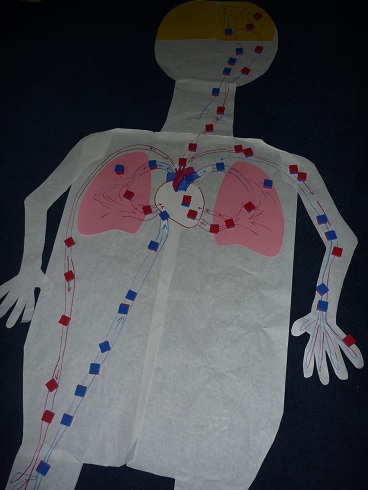 Human Body Unit: Heart and Circulatory System Activities - Homeschool Den