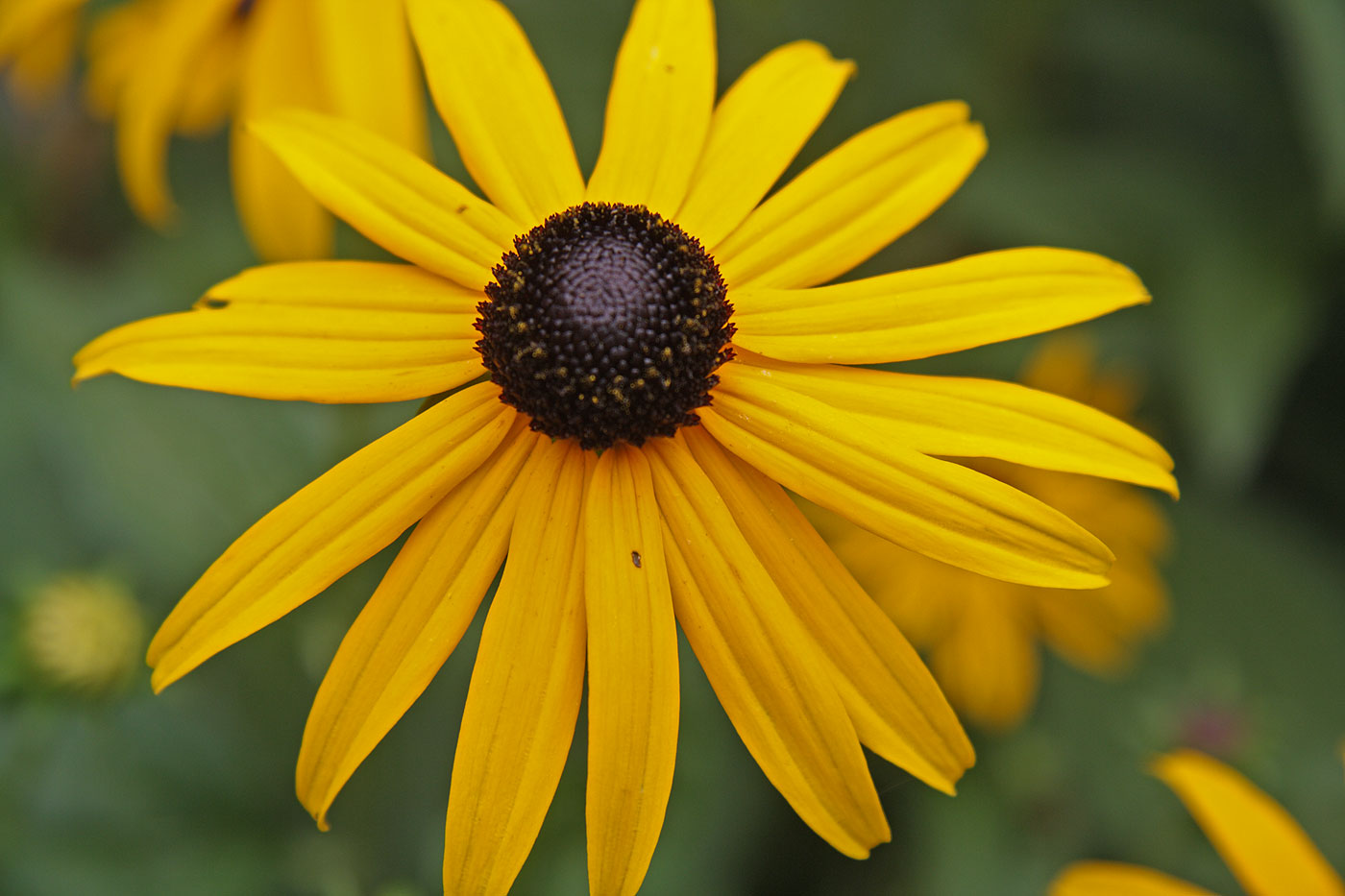 Simply Cape Ann Simply A Pocketful Of Posies