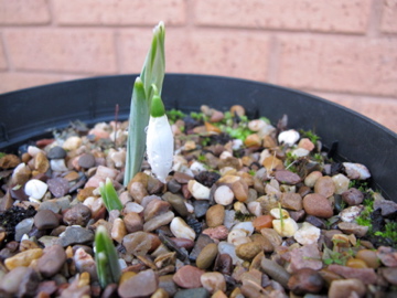A pot of early flowering snowdrops
