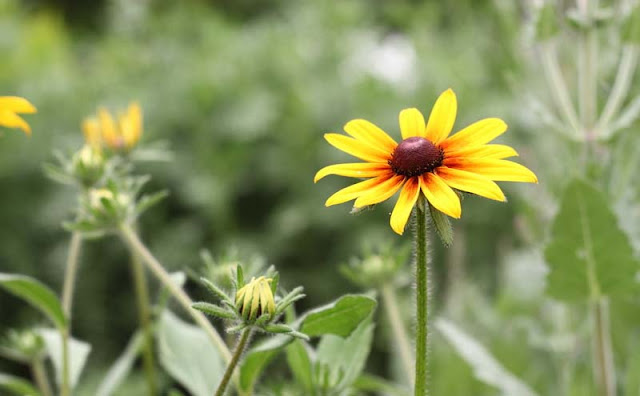 Rudbeckia Hirta Flowers Pictures