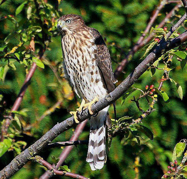 BARRY the BIRDER Juvenile Cooper's Hawk on BC coast