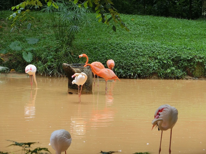 foto buaya makan manusia