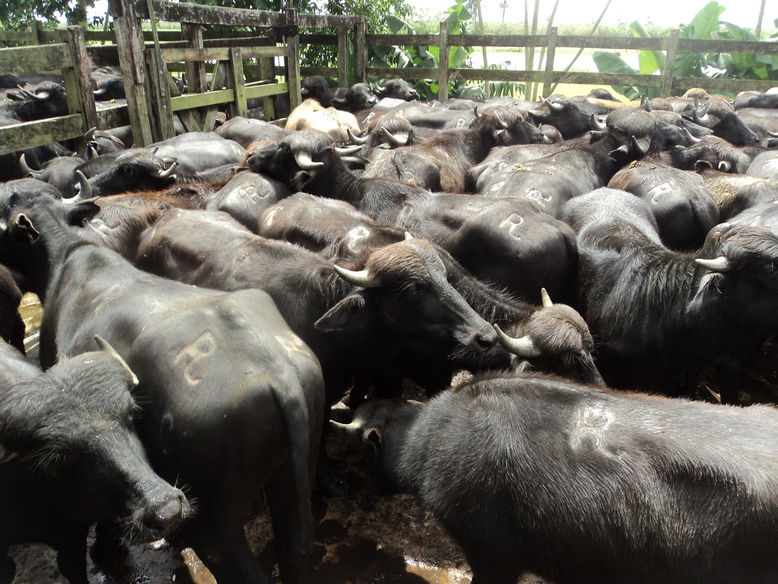 Arlindo Lima: Carne de búfalo e seus benefícios