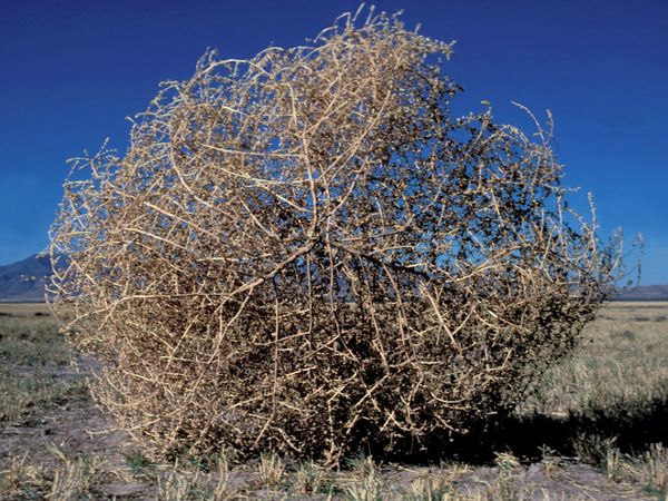 How Are Tumbleweeds Formed? - WorldAtlas