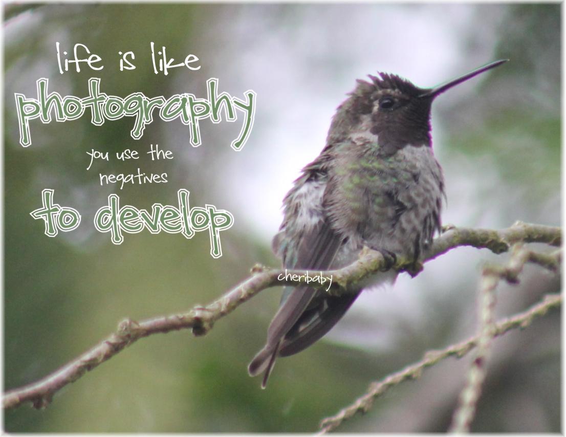 Hummingbird Quotes And Sayings. QuotesGram