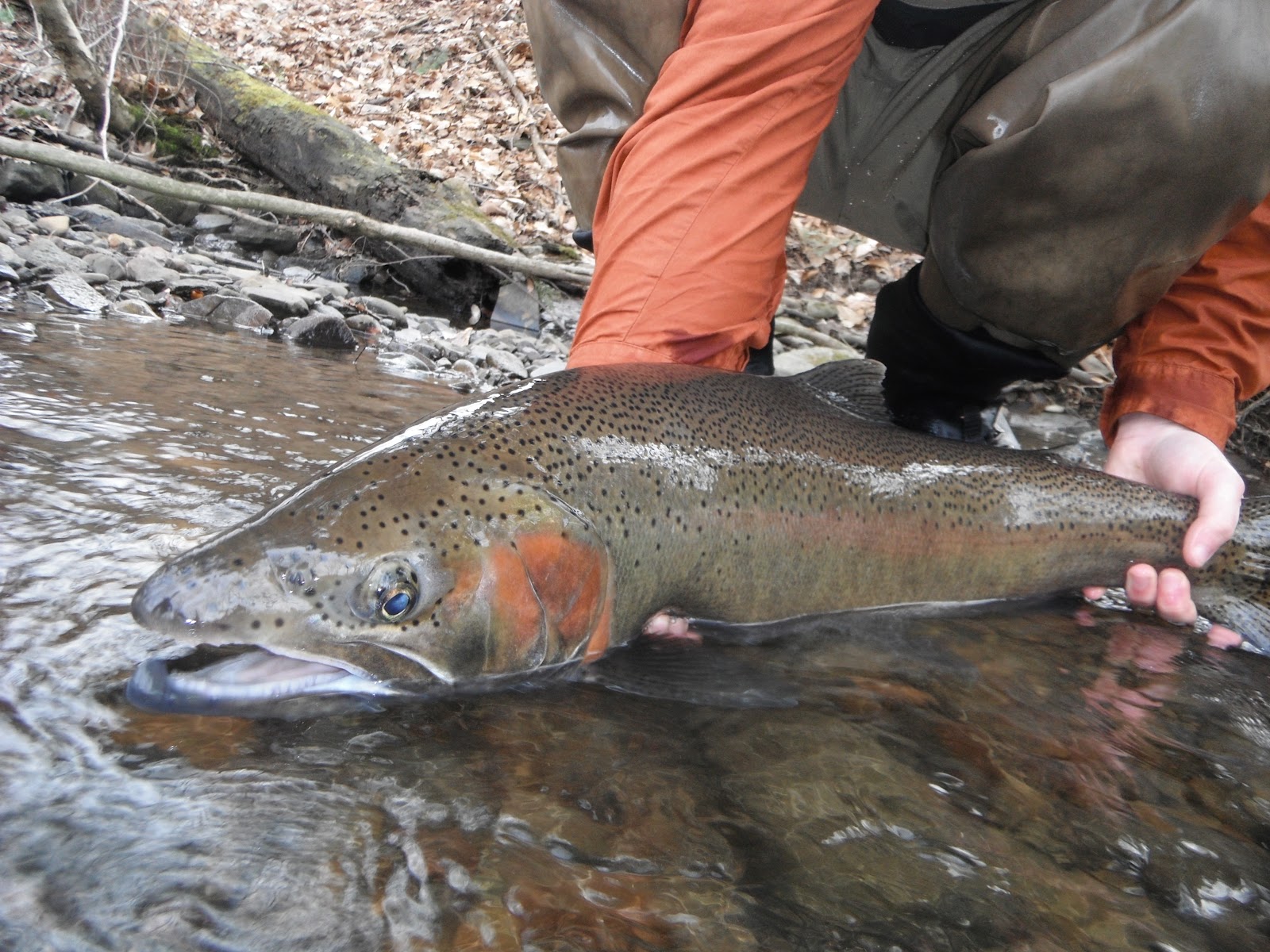Eat. Sleep. FlyFish. Salmon River, NY