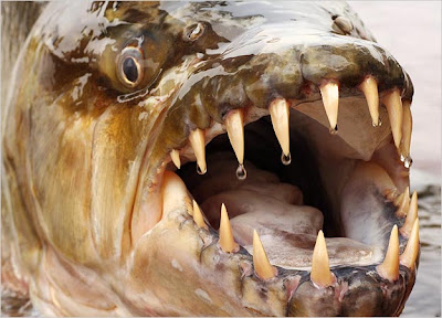 Goliath Tigerfish, Ikan Paling Ganas di Dunia