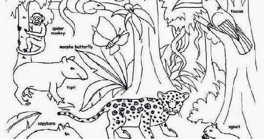 Amazon Rainforest Animals Coloring Pages Widescreen Amazon Rainforest Animals Coloring Pages Widescreen