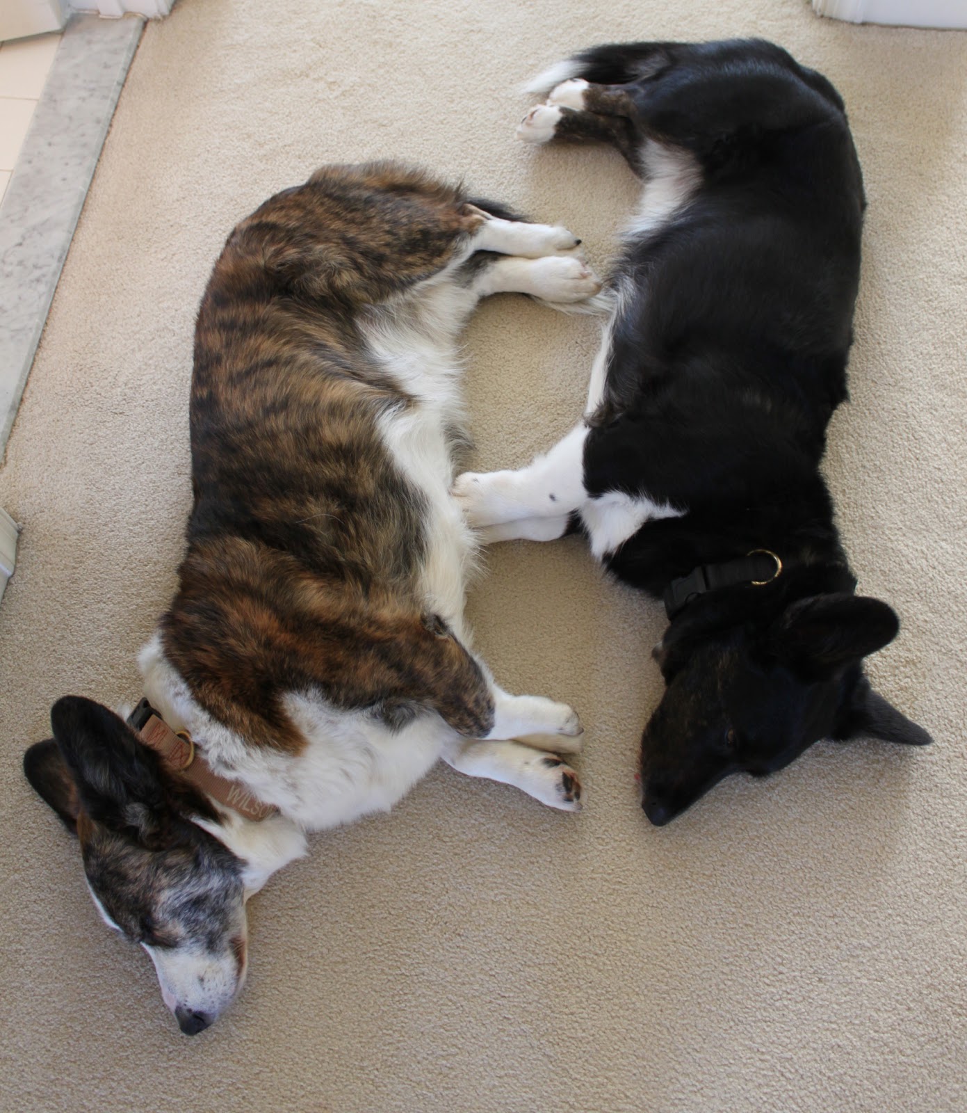 A Tail of Two Cardis Distance