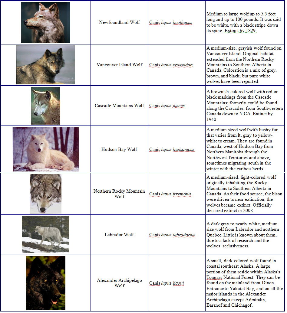 100 wolf characters names 100 wolf characters names
