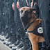 O σκύλος της αστυνομίας που σκοτώθηκε (άδικα) στο Σεν Ντενί στο Παρίσι...