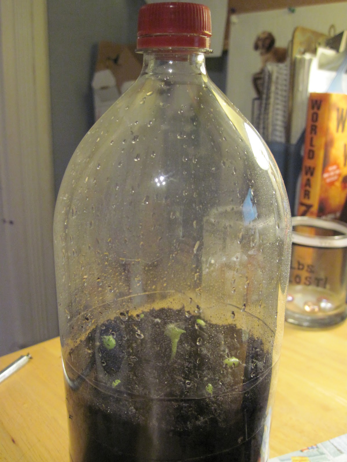 beyondbaffled... DIY Soda Bottle Terrarium