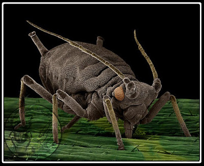 حشرة المَنّ Aphid الوصف المورفولوجي العام ودورة الحياة والمكافحة تغذية المن وعلاقتها بإفرازها للمادة العسلية: