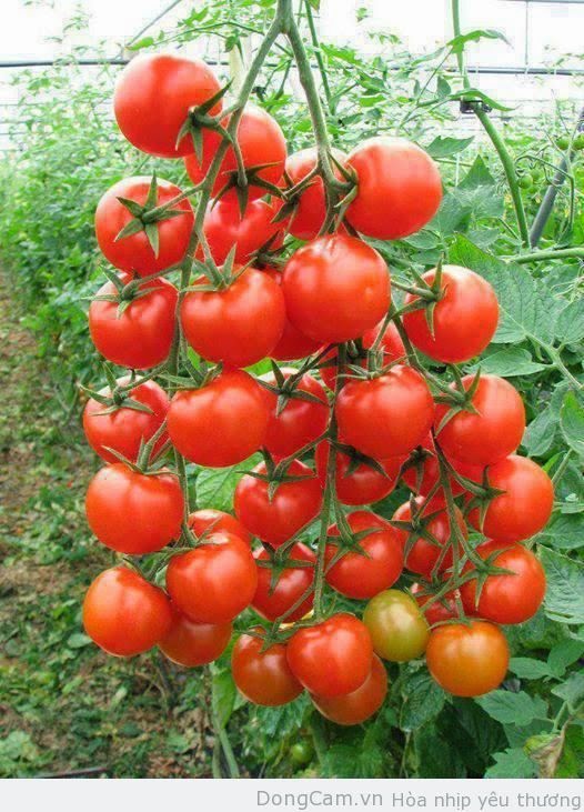 trồng cà chua tại nhà