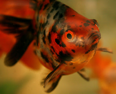 calico goldfish picture