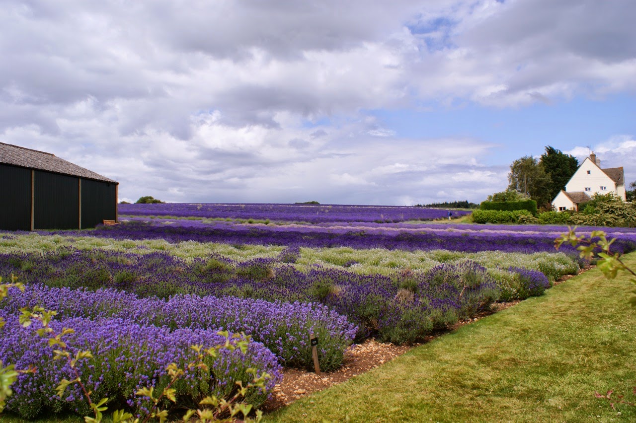Lavender in the Cotswalds