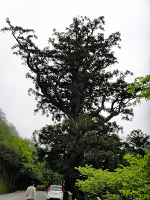 Taroko Old Tree Taiwan
