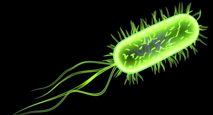 Peranan Bakteri Escherichia coli Bagi Manusia