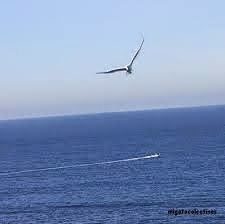 FLYING Seagull...