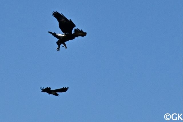 Kaffernadler (Aquila verreauxii), Geierrabe (Corvus albicollis)