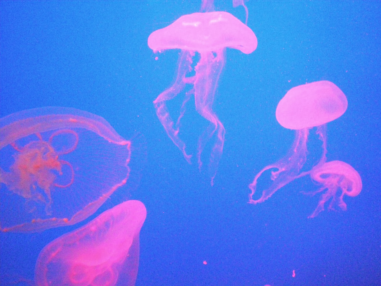 Pretty Simply Normal A Favourite Photograph Pink Jellyfish
