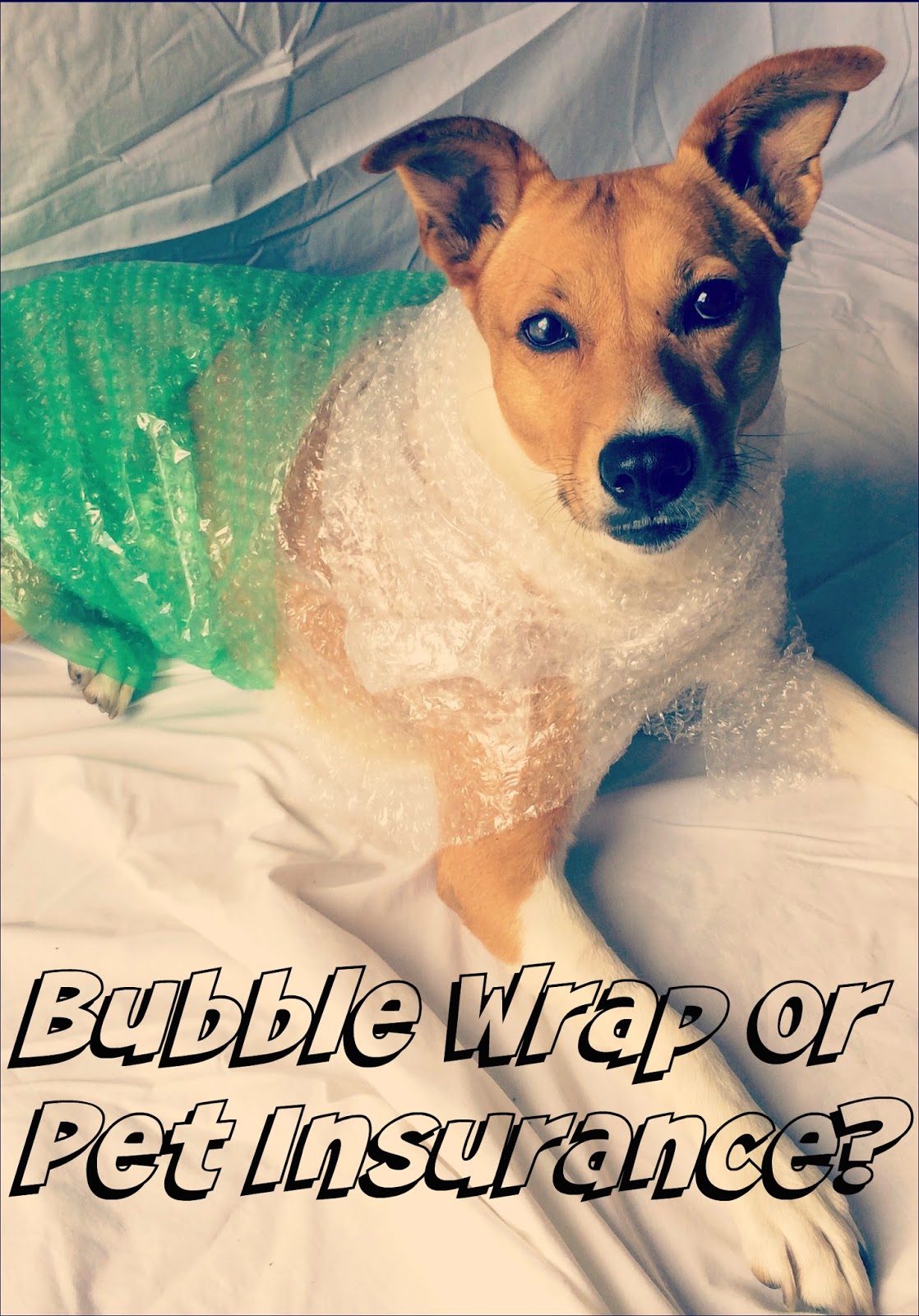 Rubicon Days Understanding Pet Insurance & Why I Won't Go Without It