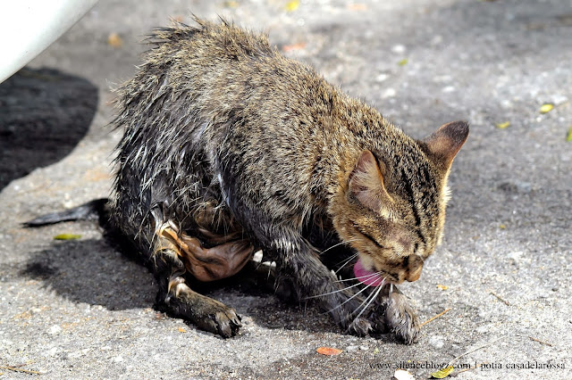 selamatkan kucing ketika banjir kilat