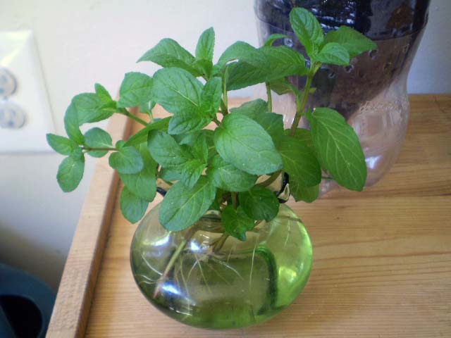 Image result for growing mint in water