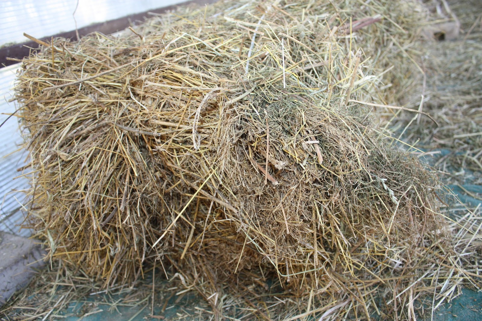 Cavalli e dintorni Horse's diet more about hay