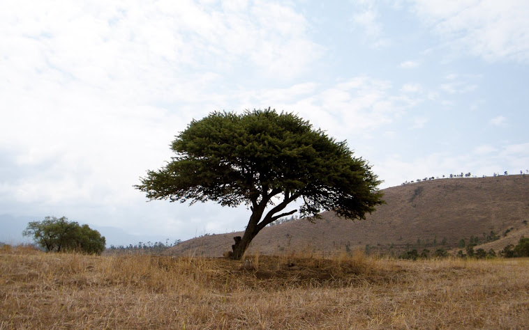 TONOS DEL CAMPO