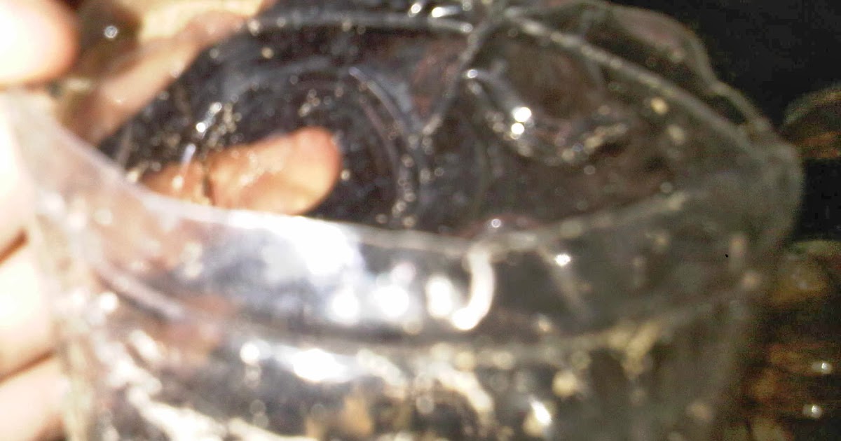 blog sederhana ku 23 : cara membuat penyaringan air