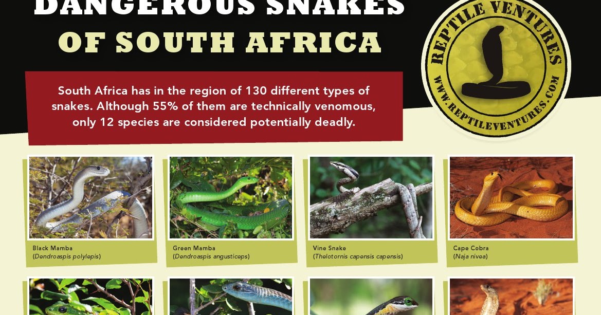 travelcomments com official blog free poster quot dangerous snake identification chart south africa