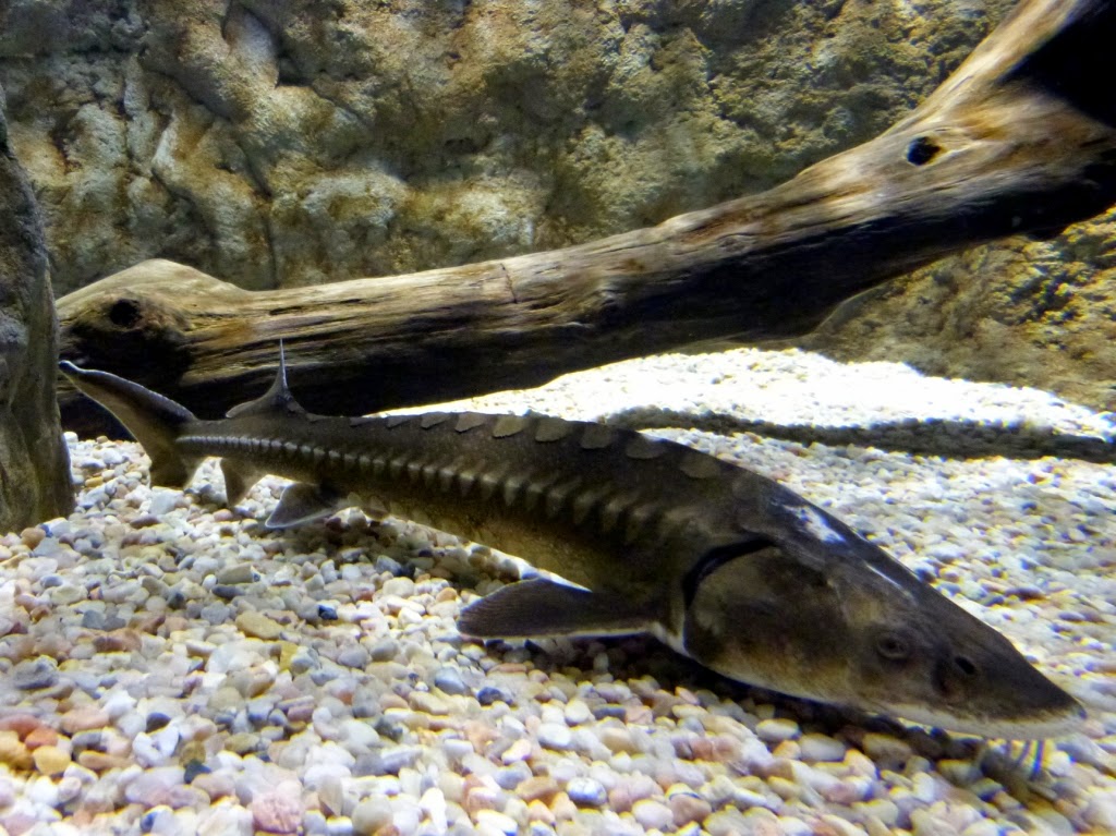 Taxonomía Chordata Clase Actinopterygii Orden Acipenseriformes