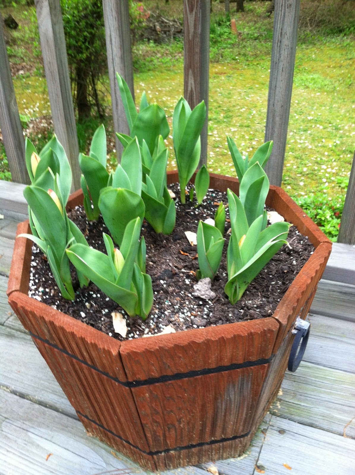 Two Sisters Gardening Growing Tulips in Pots