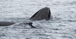 Humpback Whale Belly Up, Photo by Polar Star Staff