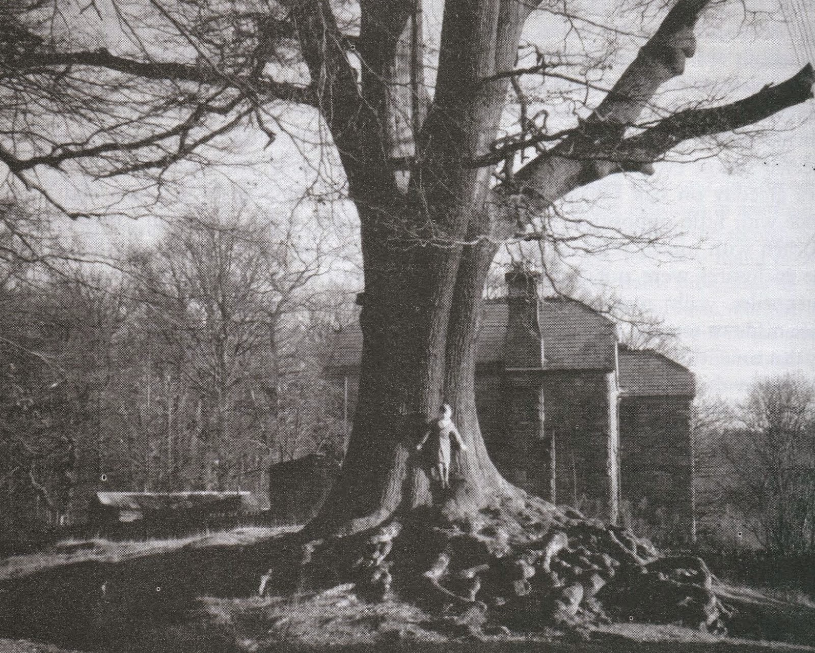 The tree in 1961 with Anthony Hart