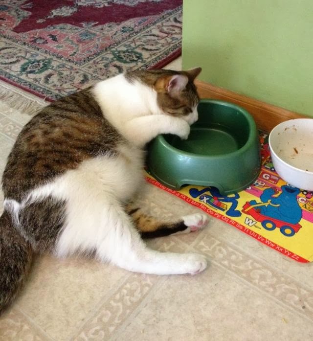 Funny cats - part 89 (40 pics + 10 gifs), lazy fat cat drinks water while sitting