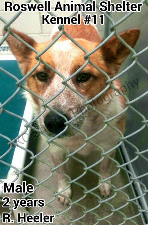 Belinfante-Indian-motorcycles: Roswell New Mexico Animal Control Murder
