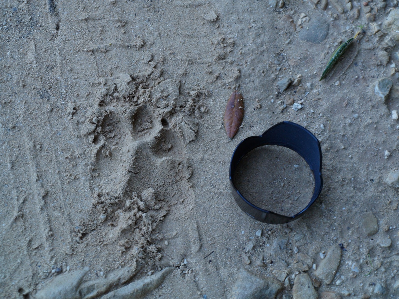 GOJAGE blog Paradis (RAJ 2012) jackal survey in Croatia GOJAGE 2