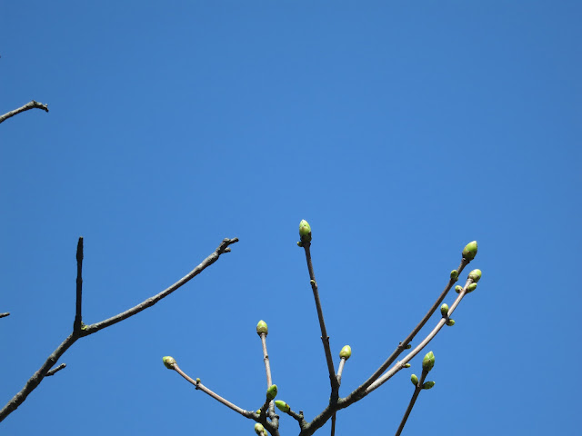 Leaf buds of sycamore tree against blue sky. © Lucy Corrander
