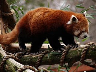redpanda.jpg