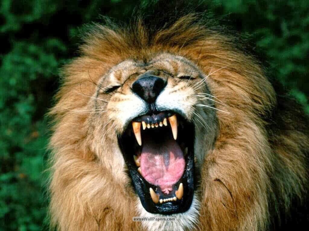 Animales, animalicos y bichejos: León (Panthera leo)