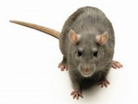 Natural way to repel mice and rats