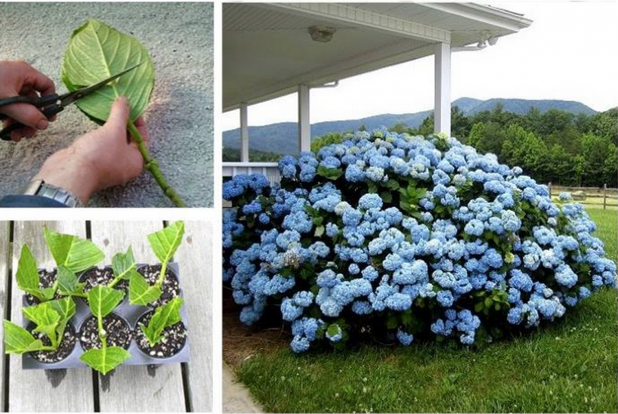 Ideas & Products Grow Hydrangeas