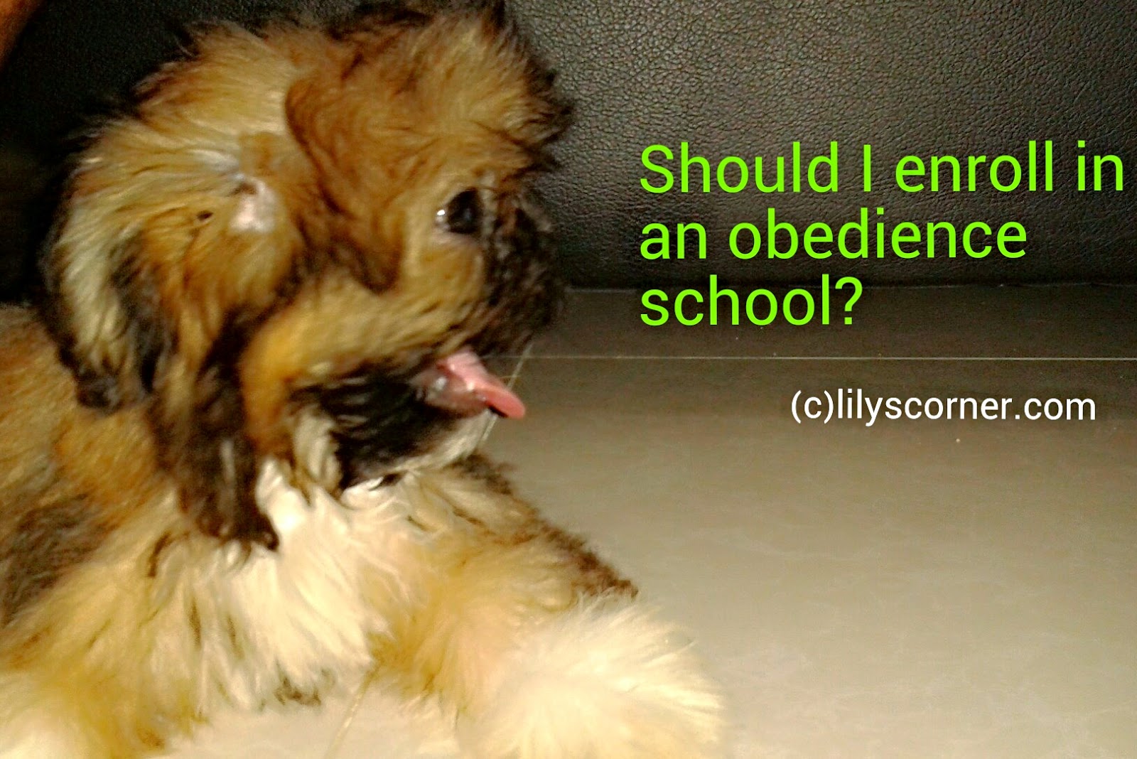 Does Your Dog Need Obedience School? ♥ lily's corner ♥