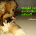 Does Your Dog Need Obedience School?