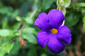 IVJ Feb 2016 Greiner Wildflower Violet